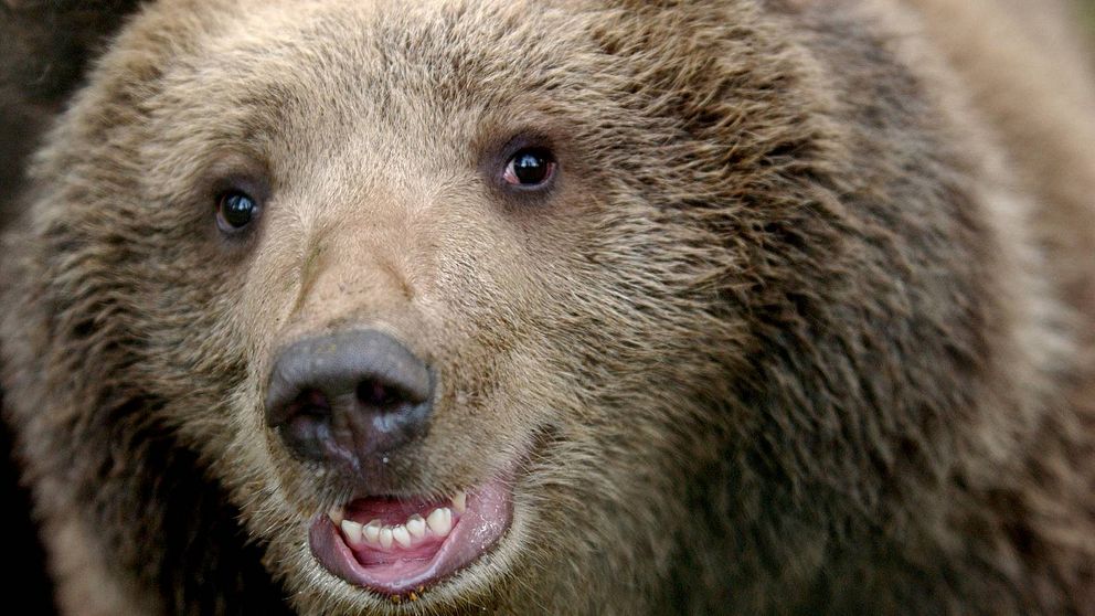 Tät bild på ansiktet på en brunbjörn. Björnen tittar rakt in i kameran.