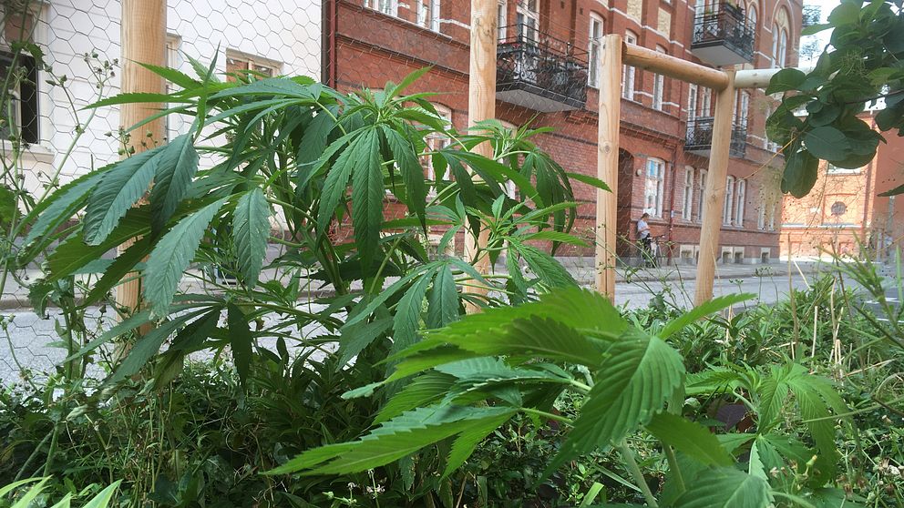 Cannabisplantorna som hittats i odlingen på Ängelholmsgatan.