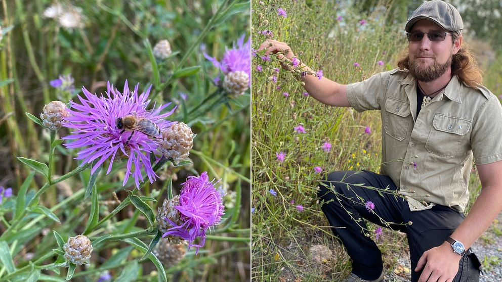 Den vänstra bilden visar en närbild på ett vildbi som sitter på en blomma. Den högra Kristoffer Ruist som står på knä bredvid massa blommor.