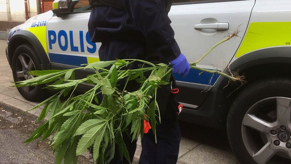 Polisman med cannabisplanta i handen