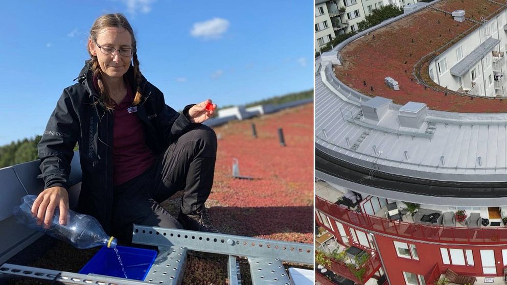 Ekologen Anna Koffman sitter på ett gräsklätt sedumtak åtta våningar ovan mark och häller diskmedelsblandat vatten i en av fällorna – en blå platslåda.