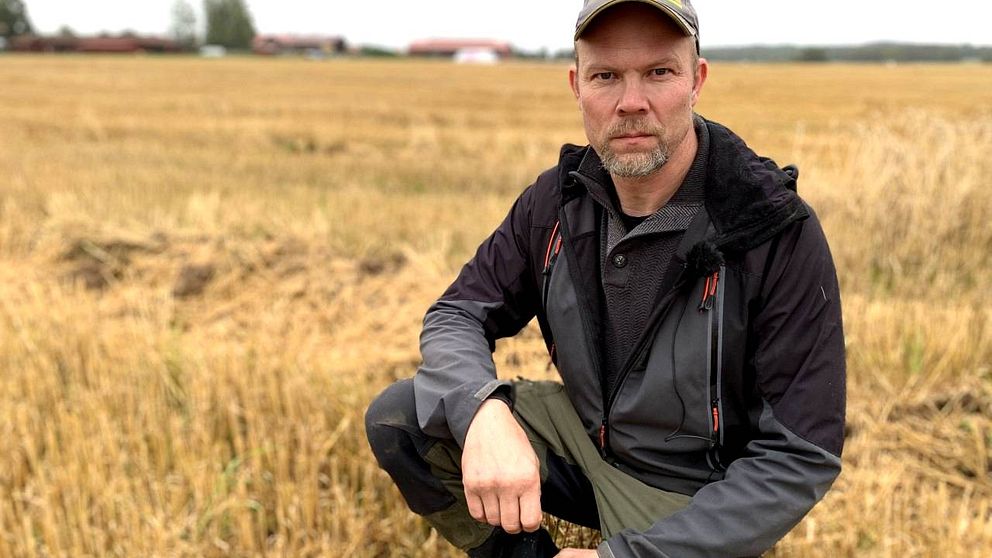 Bonden Joakim Borgs hukar sig ned på sin veteåker i Gustafs.