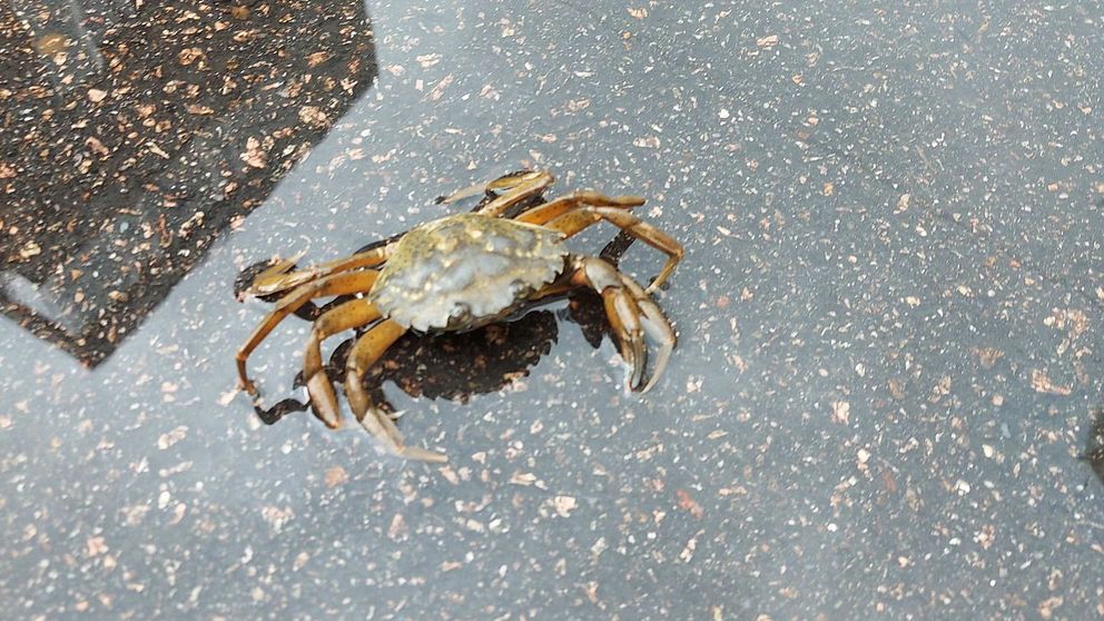 Denna krabba upptäcktes mitt i centrala Karlskrona under fredagsförmiddagen.