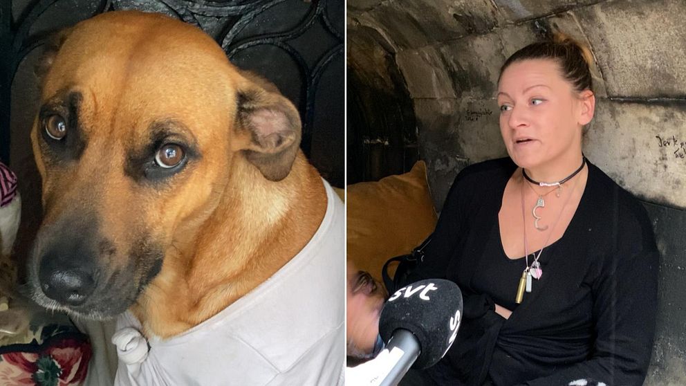 Till vänster bild på en ljusbrun hund som tittar in i kameran, till höger bild på kvinna som pratar