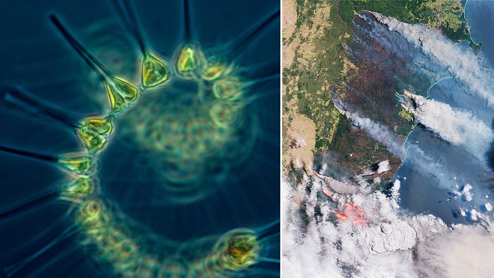 Närbild på växtplankton och satellitbild på rök från bränderna i Australien.