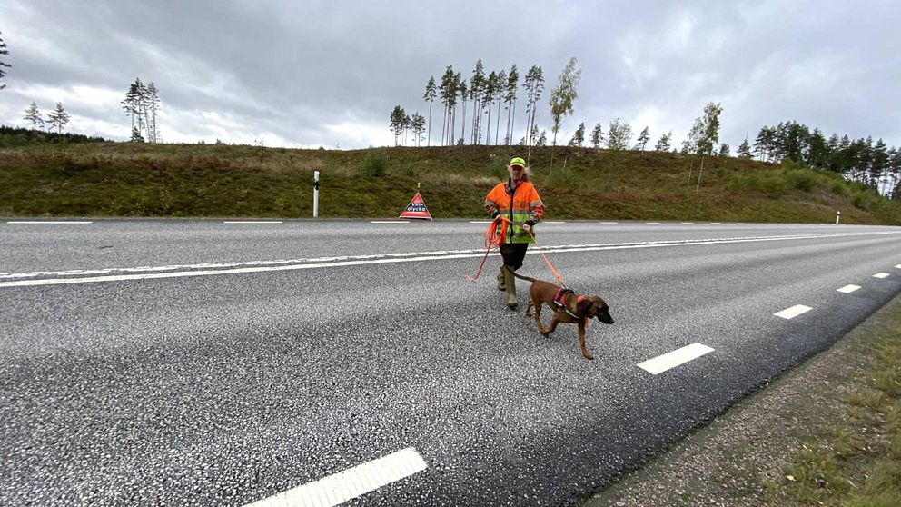 Marie Berglind går över en bilväg med sin hund i koppel. I bakgrunden syns ett varningstält med texten ”viltolycka”.