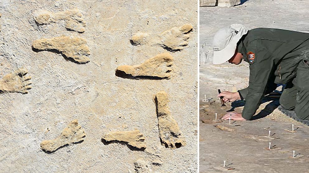 Forskare har hittat fotspår av barn och ungdomar som levde i nuvarande New Mexico för 23000 år sedan.