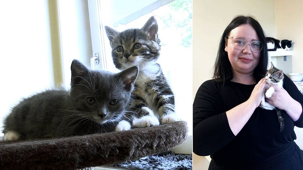 Det är ett collage där bilden till vänster visar två små kattungar, en grå och en randig. På bilden till höger syns Melissa Andersson som har glasögon och är klädd i svart, i handen håller hon en liten kattunga och bakom henne skymtar en vuxen katt uppe på en hylla.