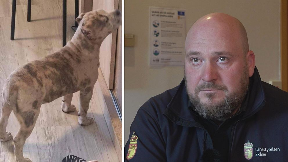 Tvåbild på en utav hundarna som tagits till Sverige från Rumänien och länsveterinär Leif Felton