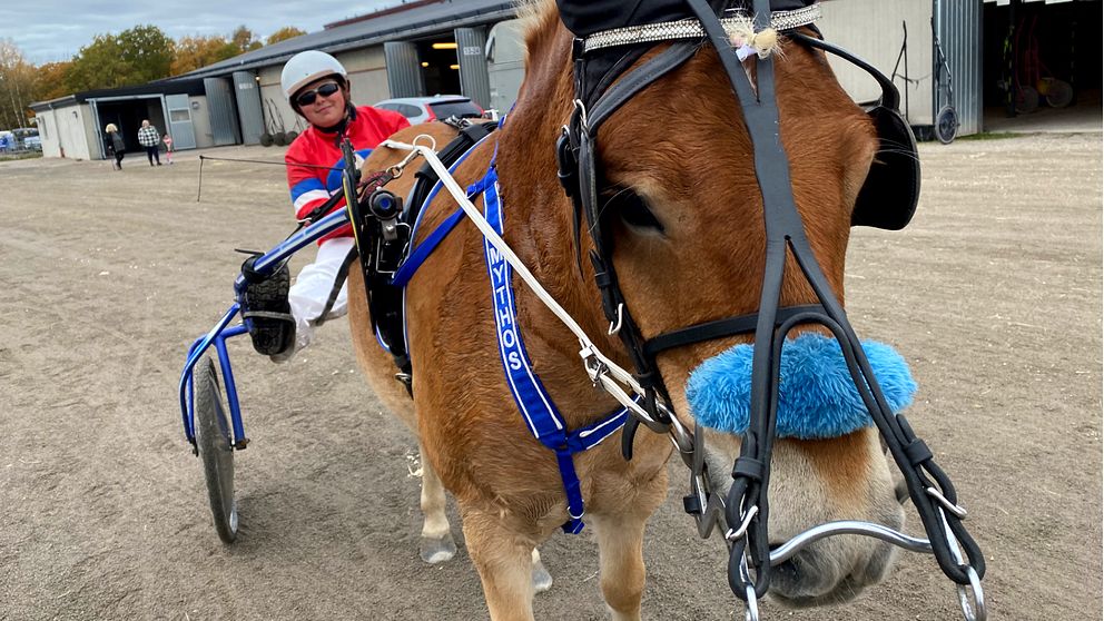 Elin Birkerud och hennes Gotlandsruss Mythos körde premiärloppet under jubileumstävlingarna. Hör henne berätta vad som fick henne att falla för ponnytrav i klippet.