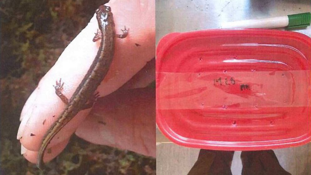 Levande salamander lång som ett finger och röd transportburk.
