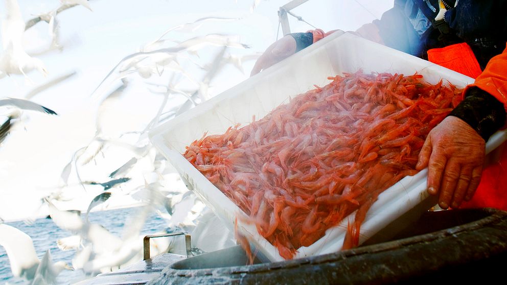 ”Matproducerande platser som man nu ska hälla ut gift på” – starta klippet för att se  yrkesfiskarnas hur starkt branschorganet reagerar på planerna om dumpning vid Vinga.