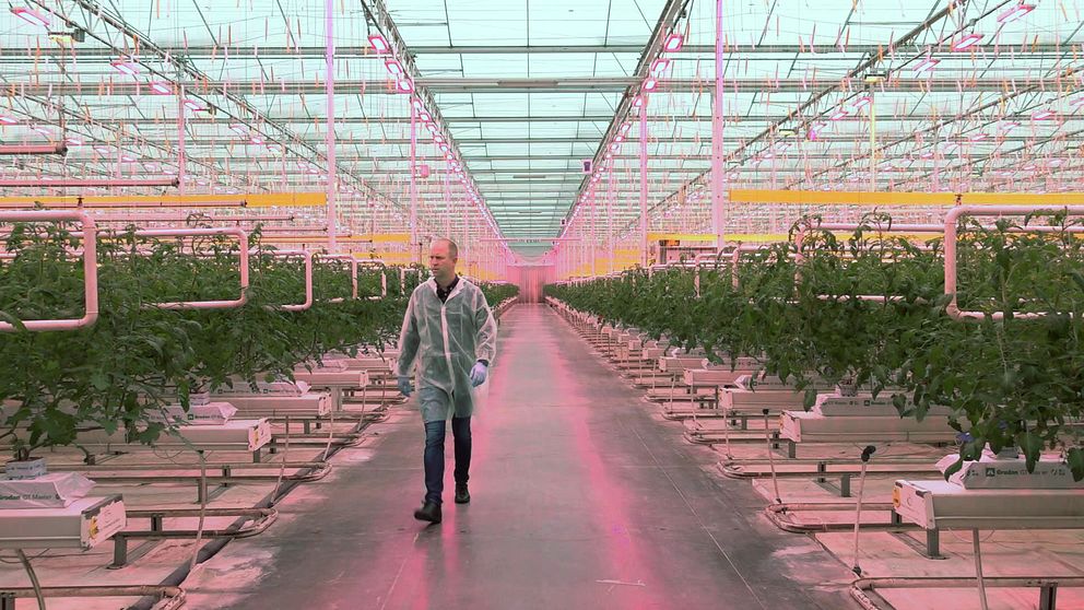 Platschefen på tomatodlingen med tomatplantor i växthuset.