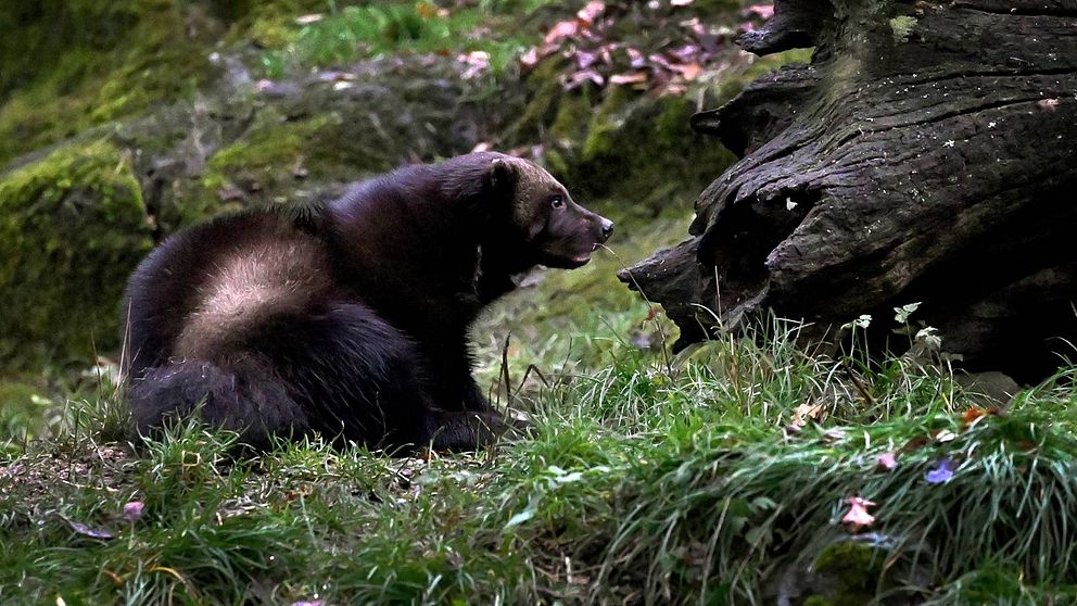 En järv på Skansen. Järven sitter i gräset med en gammal trädstam bredvid sig.