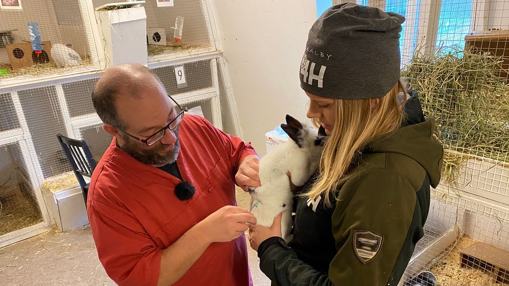 Veterinär Sascha Enders ger en av Skälby 4H-gårds kaniner en spruta mot kaninpesten, med hjälp av Sara Lundgren.