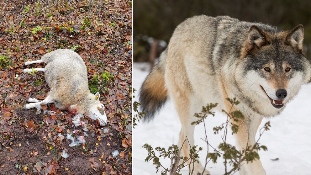 Montage av två bilder. Till vänster ett får som dödats av en varg. Till höger en bild på en varg.