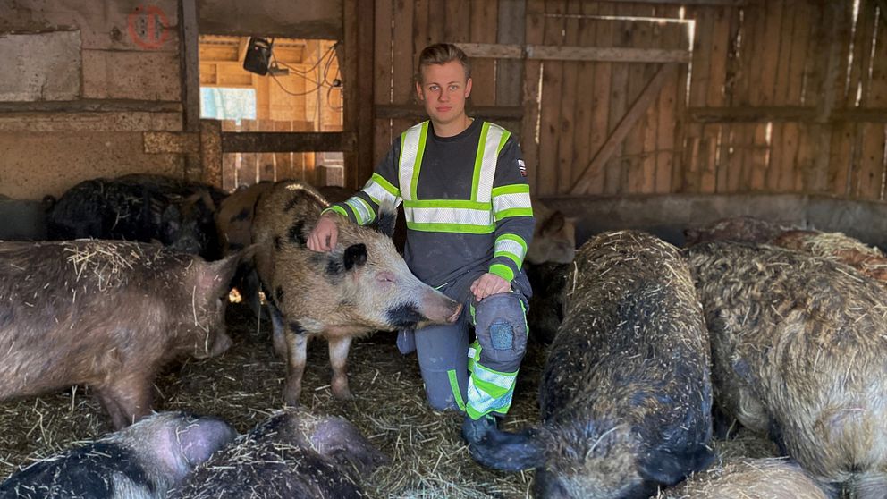 Oskar Ohlson tillsammans med en blandras mellan vildsvin och tam Linderödssvin och andra grisar runtomkring