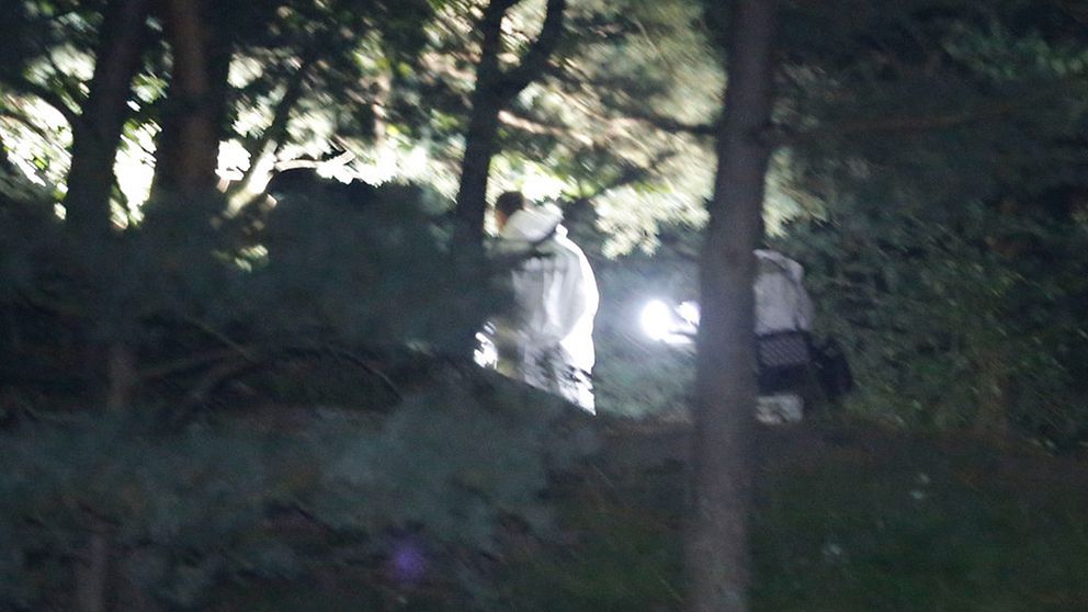 Skogsbryn i motljus, två vitklädda personer syns undersöka platsen.
