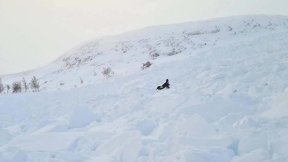 Hund söker igenom lavin
