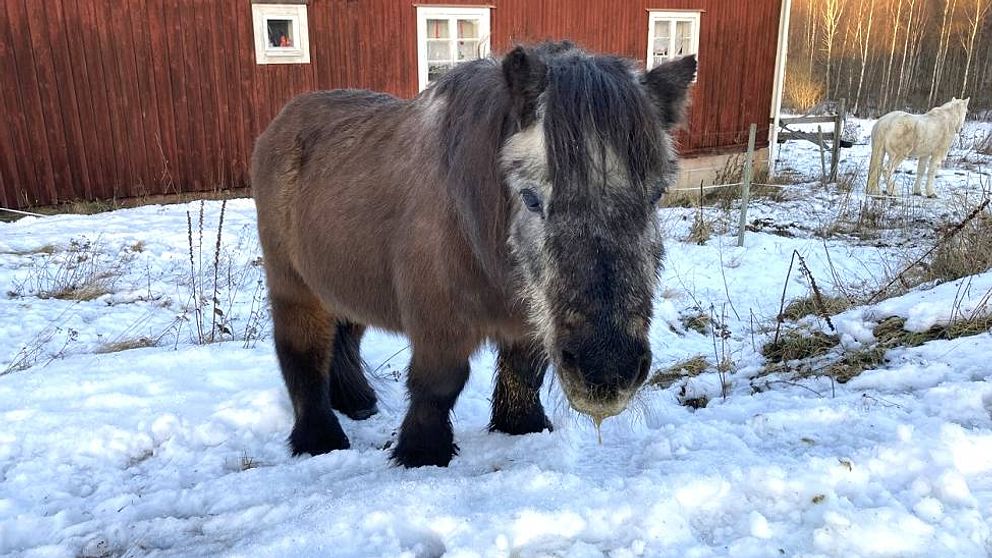 en grånad shetlandsponny i snöig hage