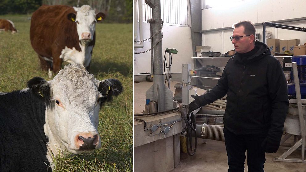 Till vänster: Två kossor på bete. Till höger: Lars Paulsson pekar på mottagningstanken där gödslet kommer in till biogasanläggningen.