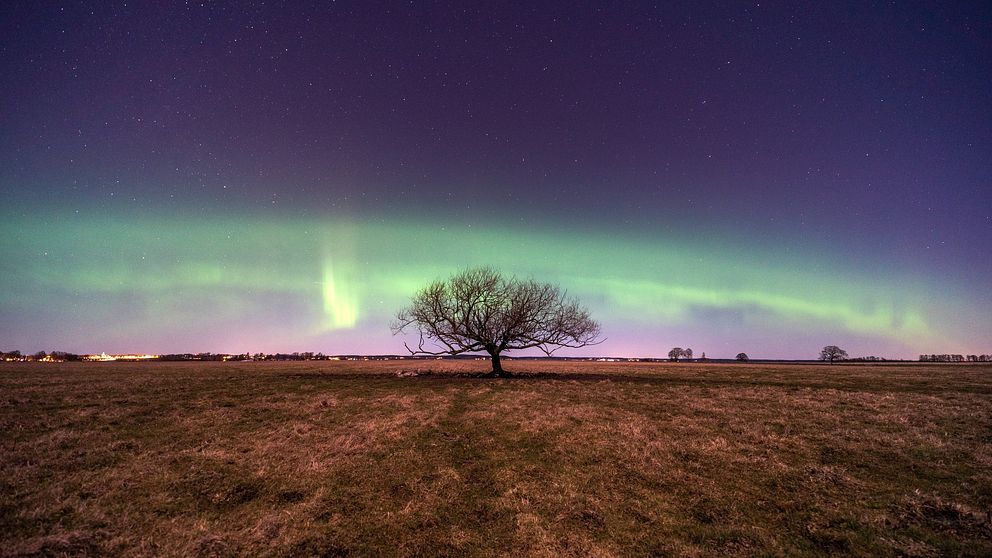 En grön båge av norrsken i natthimlen sträcker sig ovanför ett ensamt träd på ett fält i Sättunda, Linköping.