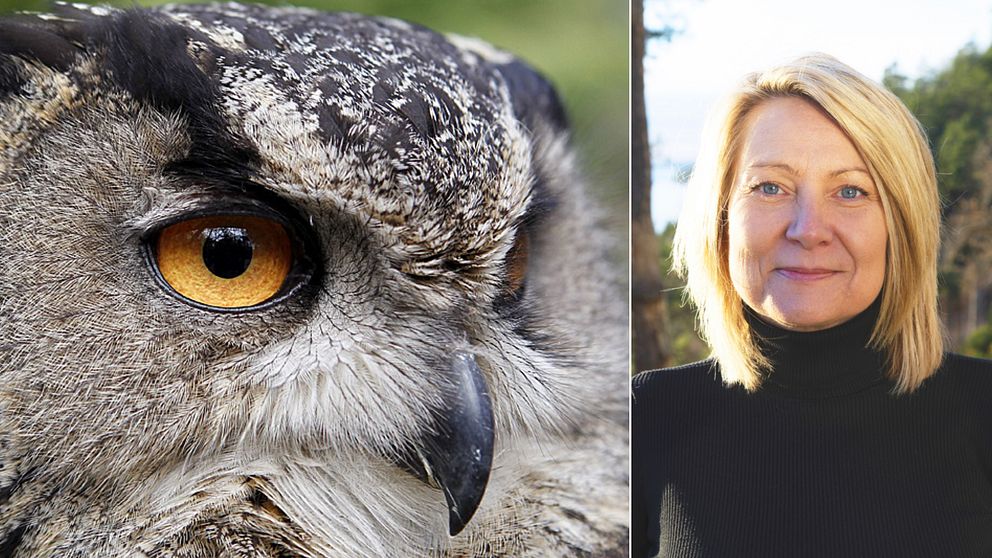 Deladbild; en med närbild på en berguv, den andra är ett porträtt på Christine Karmfalk, vd, Kolmårdens djurpark.