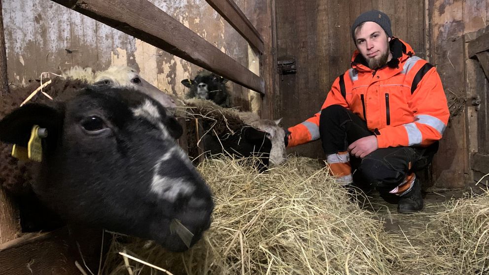 Hösten 2020 förlorade Emil nästan alla sina får i ett vargangrepp. Nu ser han med oro på framtiden för sin nya besättning.