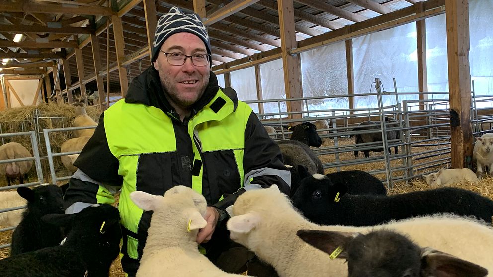 Bonden Johan Borg med några av sina lamm