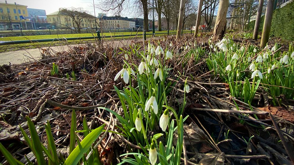 Bullarna med rakblad hittades av en hundägare på Södra Promenaden i Malmö tidigt på söndagsmorgonen.