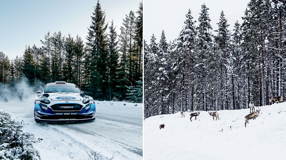 Bild på rallybil tillsammans med en bild på renar vid en väg.