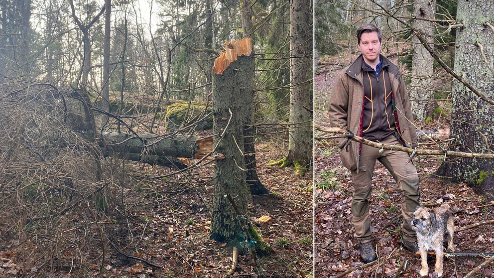 Bilden är delad i två. Den högra bilden visar döda granar som knäckts och fallit till marken. Den vänstra bilden är en helkroppsbild på David Lundevall som är markförvaltar på Nyköpings kommun. Framför honom står den lilla jakthunden Abbe.