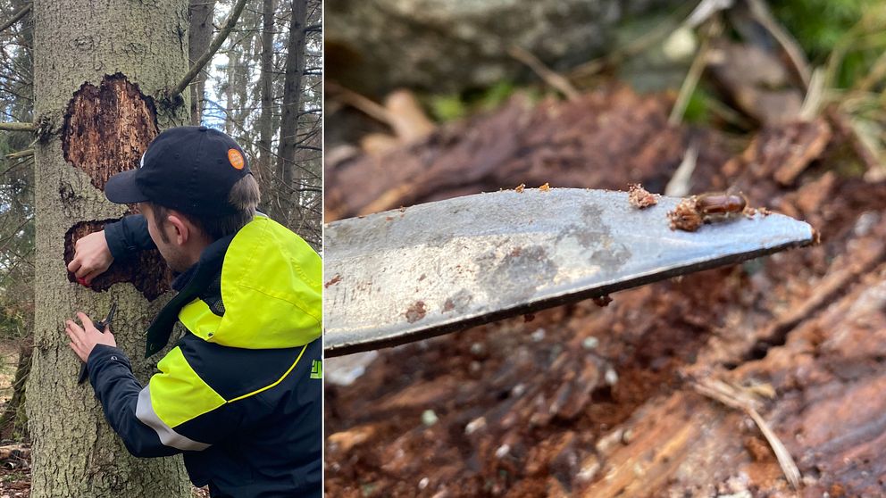 Bilden är delad i två. Den vänstra bilden är en bild på skogskonsulent Mattias Engman som karvar bort bark från en död gran. Den högra bilden visar ett knivblad med en granbarkborre på.