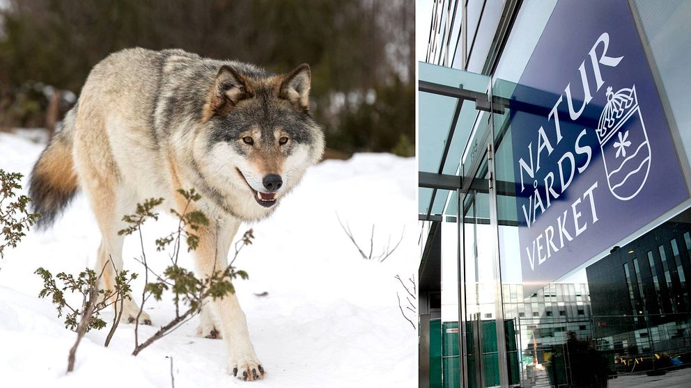 Delad bild. Till vänster en varg i vinterlandskap. Till höger en blå skylt på en byggnad. På skylten står det ”Naturvårdsverket” i vit text.