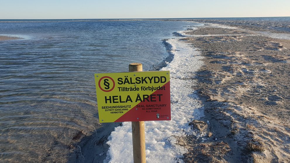 Måkläppen ligger som en droppe på Falsterbohalvöns sydspets och är populär bland knubb- och gråsälar. Området har varit skyddat sedan 1902 och naturreservat sedan 1971. Arkivbild.