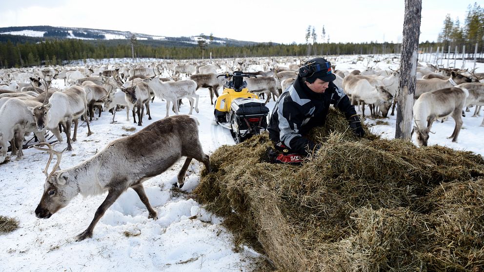 Per-Jonas Rannerud utfodrar renar. Arkivbild.