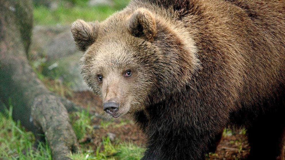 En brunbjörn i en skog. Björnen tittar in i kameran.