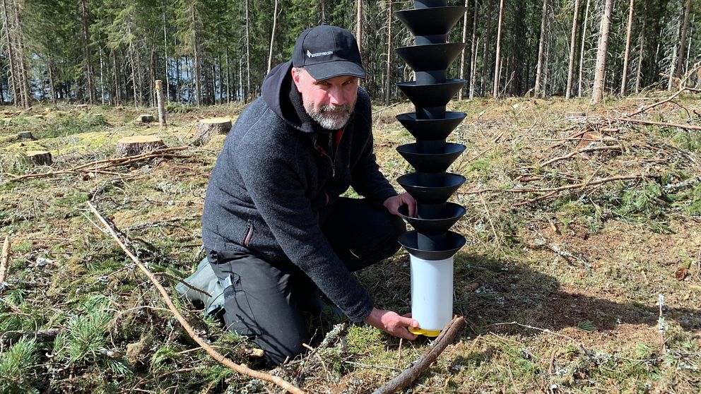 Skogskonsulenten Magnus Hedspång sätter upp fällor för granbarkborrar