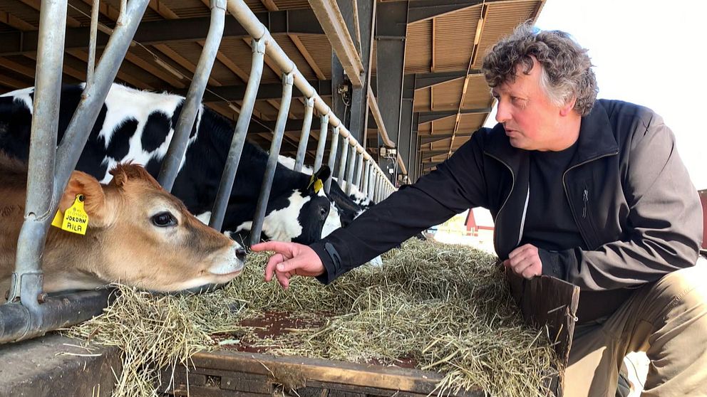 Lantbrukaren Janne Bengtsson från Laholm klappar en ko och berättar om hur dieselstölderna skapat en otrygghetskänsla för dem som bor på landsbygden.