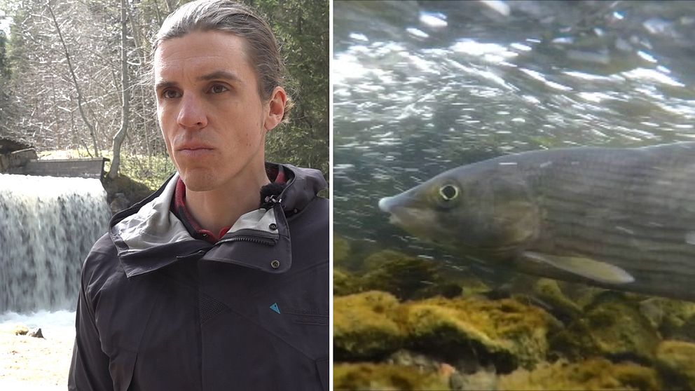 Två bilder, bild 1: En man med uppsatt hår står framför ett mindre vattenfall. Bild 2: En harr simmar under vattnet.