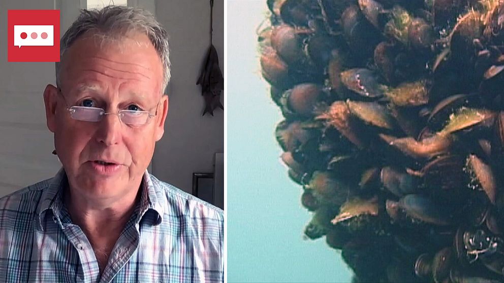 Kjell Nordberg, forskare vid Göteborgs universitet och musslor under vatten