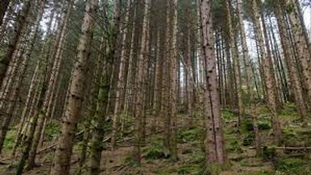 Sveaskog ska minska sin avverkning fem år framåt.
