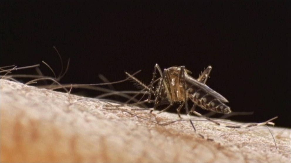 närbild: mygga biter i huden