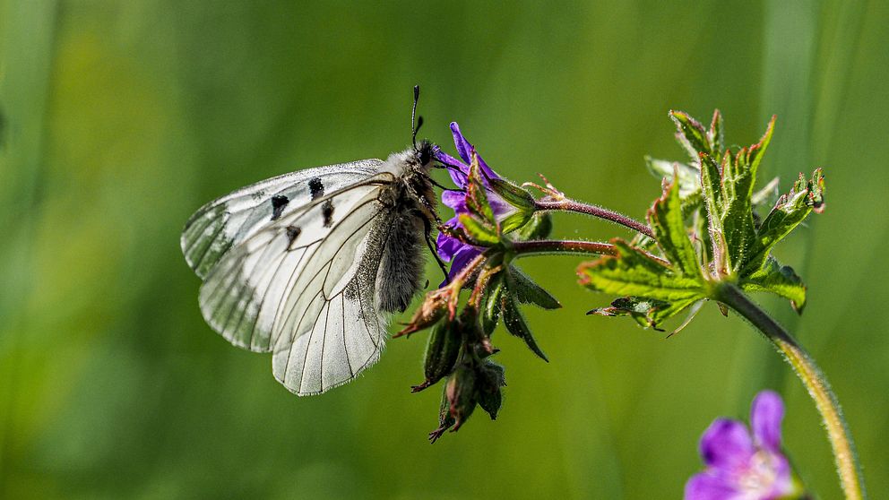 närbild på en fjäril på blomma