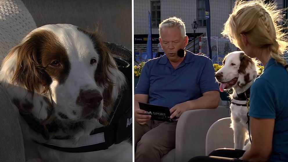 Dopninghunden Molly besökte SVT:s Sommaröppet under SM-veckan.