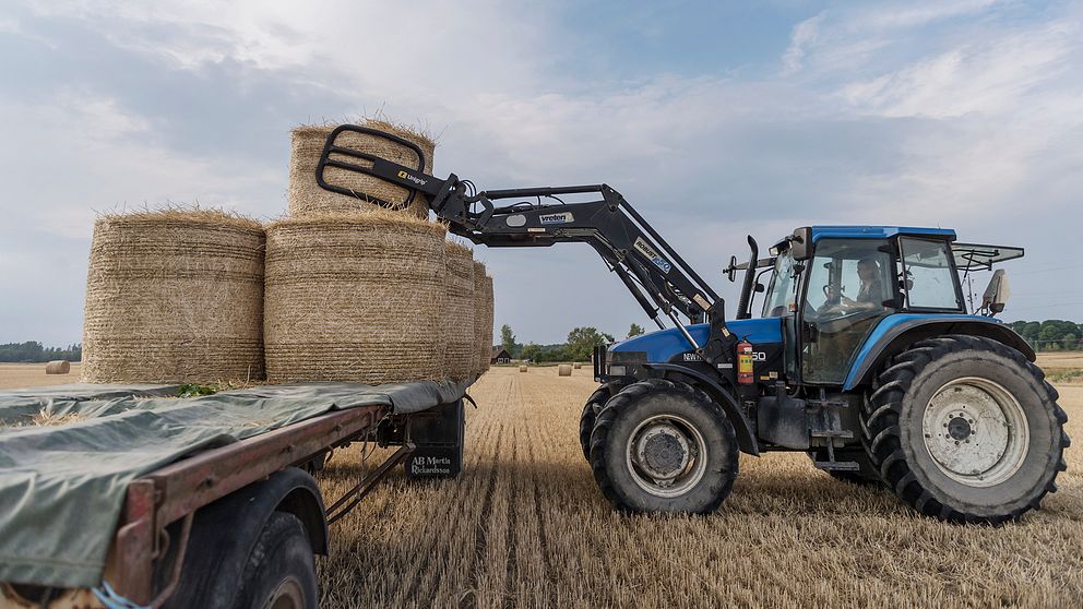 Traktor som lastar höbalar.