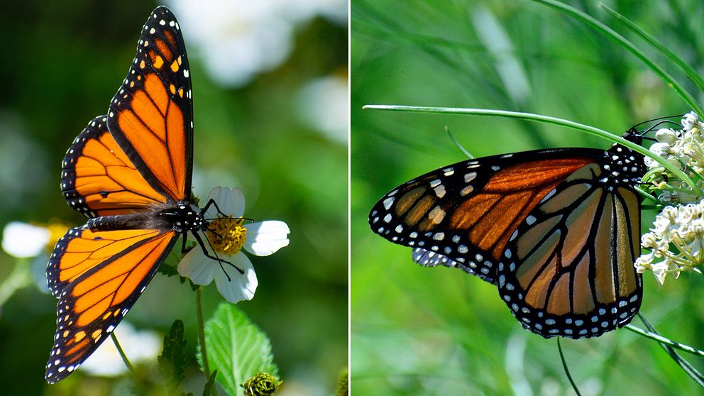 Två orange-svart-vita monarkfjärilar som sitter på blommor i gräset.