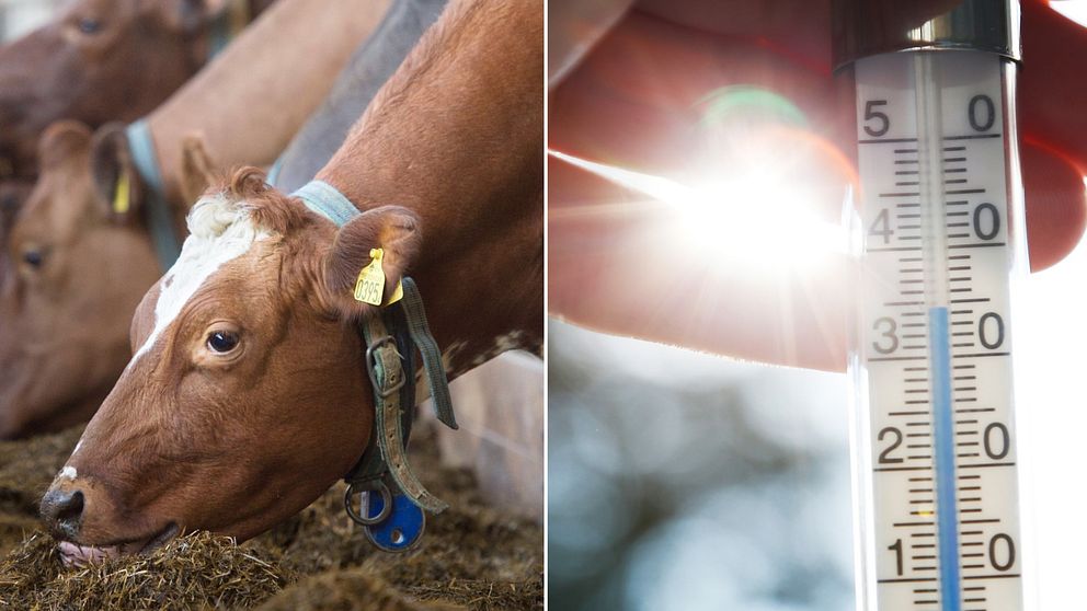 Två bilder i ett. Till vänster: närbild på ko. Till höger: en hand som håller en termometer. Mellan två av fingrarna kommer vitt solskensljus.