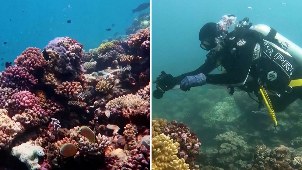 Stora barriärrevet visar högsta nivåerna av koralltäcke på 36 år.