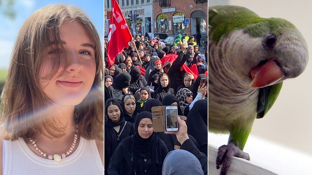 16-åriga Sandra Svensson hamnade mitt i skottdramat på Field's köpcentrum i Köpenhamn den 3 juli. Tusentals shiamuslimer gick i ett sorgetåg genom Malmö. Svedalabor försöker locka till sig och identifiera en exotisk papegoja.